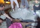 Minibüsün çarptığı başıboş at 'Haybulans' ile tedaviye alındı