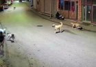 Ordu'da küçük çocuk sokak köpeklerinin saldırısına uğradı