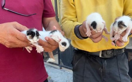 Temizlik görevlileri sesleri duydu! Çöpteki ağzı bağlı poşetten 5 yavru kedi çıktı