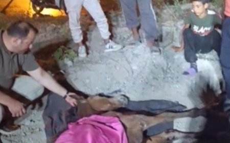 Minibüsün çarptığı başıboş at 'Haybulans' ile tedaviye alındı