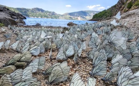 Nemrut Krater Gölü’nde şaşırtan doğa olayı. Yüzlercesi bir araya geldi!