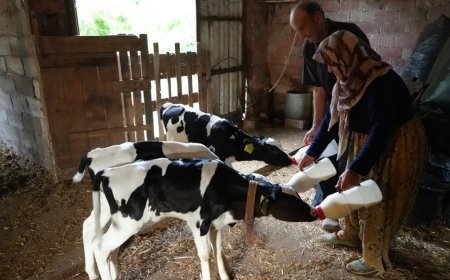 Edirne'de üçüz buzağı sürprizi: "Rabbim bereketini üç kat verdi"