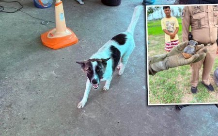 Köpeğin eve getirdiği cisim dehşete düşürdü! Gerçek ortaya çıkınca bomba ekipleri çağrıldı