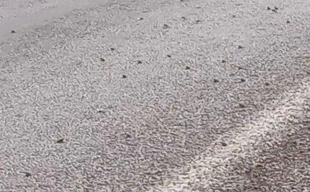 Asfaltı istila ettiler! Tokat'ta dikkat çeken doğa olayı