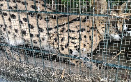 Gümrükler Muhafaza ekiplerinden kaçakçılara geçit yok: 4 yaban hayvanı kurtarıldı