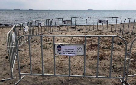 Şarköy sahilinde tespit edilen kum zambakları korumaya alındı