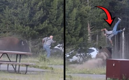 ABD'de dehşet! Bizon yaşlı adamı 2,5 metre havaya fırlattı