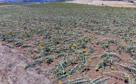 Tekirdağ'da dolu yağışı nedeniyle 35 bin dekar ekili alan zarar gördü, hasar tespiti başladı