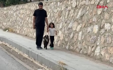 Annesiz kalan kuzuya şefkat eli: Biberonla büyütüyor