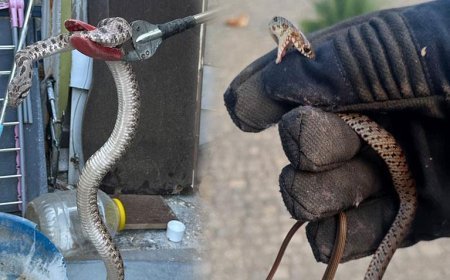 Bir kenti yılanlar sardı! Evlere kadar girmeye başladılar: 'Bir günde 10 vaka geliyor’