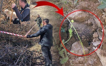 Köpeklerle adım adım arayıp buldular! Toprağın 5 ila 20 santimetre altında: 30 milyon TL kazandıracak