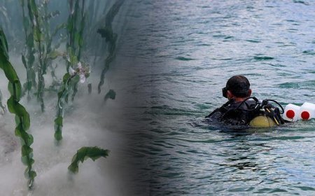 Sapanca Gölü'nün 2 metre derinliğinde sıra dışı oluşum! Açıklama geldi