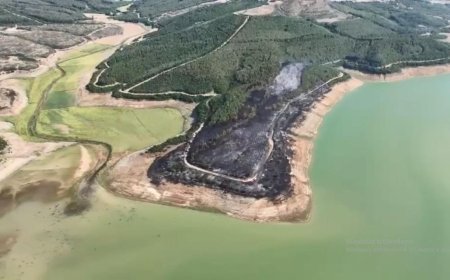 Tekirdağ'da yangında 80 dekar orman zarar gördü