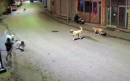 Ordu'da küçük çocuk sokak köpeklerinin saldırısına uğradı