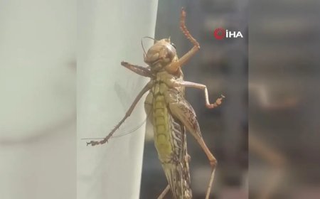 İstanbul'un bazı ilçelerinde görülen dev çekirgeler vatandaşları tedirgin etti