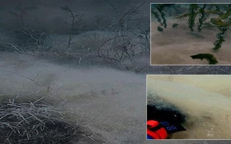 İçme suyunu olumsuz etkiledi mi? Sapanca'daki pamuksu tabaka tedirgin etmişti.. SASKİ'den açıklama geldi