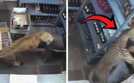 Leopar dükkana girdi, çalışana saldırdı! Dehşet anları kamerada