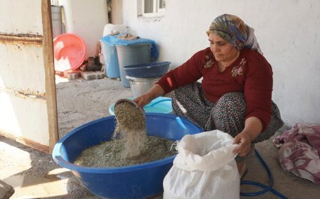 Eşsiz hazine! Bölgede büyük sevinç: 60 yaşındaki bir insan bu kadar bereketi ikinci kez görüyor