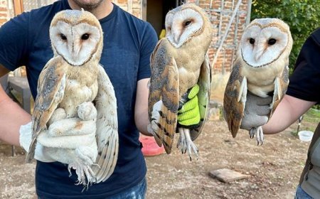 Ordu'da çatı katında bulunan 3 peçeli baykuş doğaya bırakıldı
