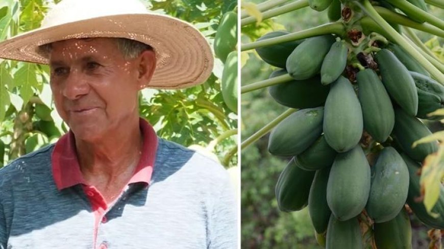 Pazarda gördü, hayatı değişti! Kiraladığı arazide her ay tonlarca hasat ediyor, paraya para demiyor