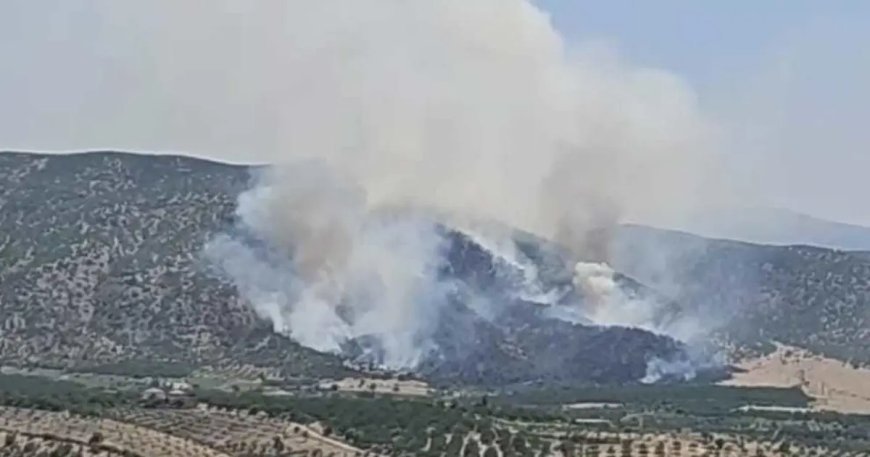 Malatya'da orman yangını. Ekiplerin müdahalesi sürüyor