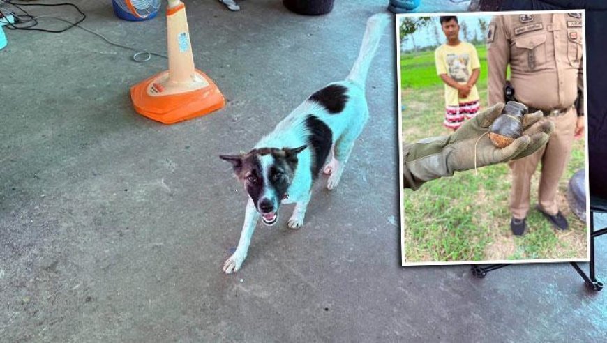 Köpeğin eve getirdiği cisim dehşete düşürdü! Gerçek ortaya çıkınca bomba ekipleri çağrıldı