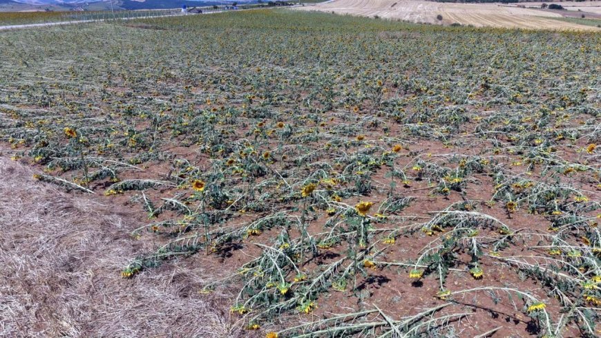 Tekirdağ'da dolu yağışı nedeniyle 35 bin dekar ekili alan zarar gördü, hasar tespiti başladı