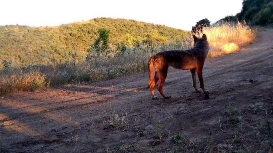 Ganos Dağı'nda yaban hayatı fotokapana yansıdı