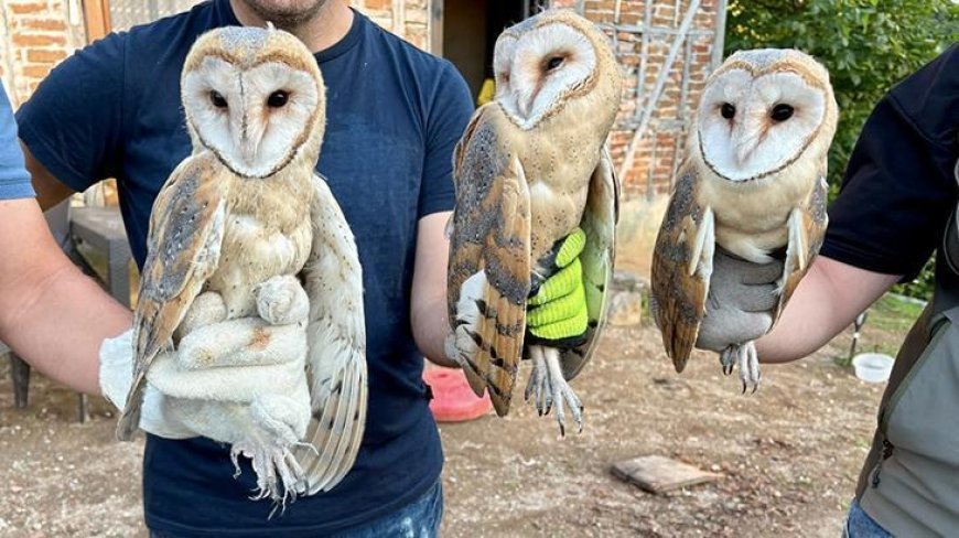 Ordu'da çatı katında bulunan 3 peçeli baykuş doğaya bırakıldı