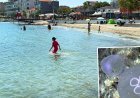 Marmara'da denize girenlerin korkulu rüyası oldular. Temas edince hemen deniz suyuyla yıkayın