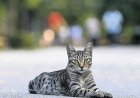 Diyarbakır’da ‘kuduz’ alarmı! Kedi ısırdı entübe edildi