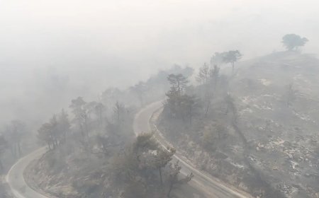 Aydın Çine'deki orman yangınında acı tablo