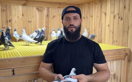 Kümeste servet besliyor. Otomobille takas etmek isteyenler var