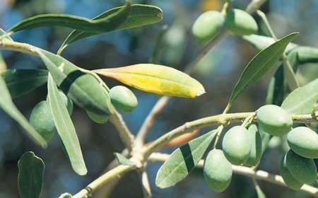 5.2 ton üretimle köprübaşı liderliği sırtladı