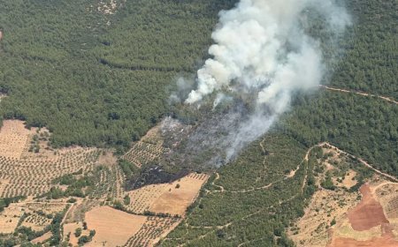 Muğla Yatağan'da orman yangını