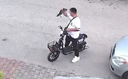 Bolu'da vahşet: Yavru kediyi önce öptü, sonra boğdu