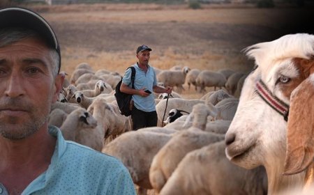 Sürünün içinden 'ihanet' çıktı: 19 senelik birikimimdi