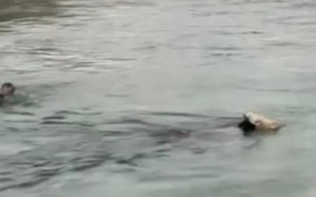 İneği kurtarmak için su kanalına atladı