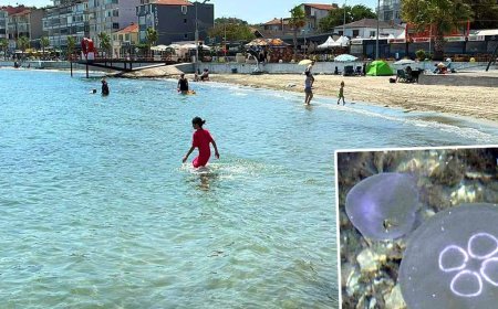 Marmara'da denize girenlerin korkulu rüyası oldular. Temas edince hemen deniz suyuyla yıkayın