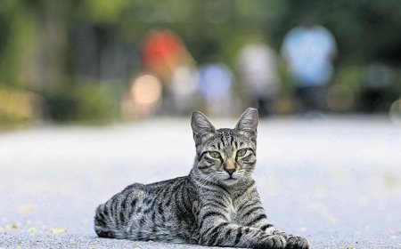 Diyarbakır’da ‘kuduz’ alarmı! Kedi ısırdı entübe edildi