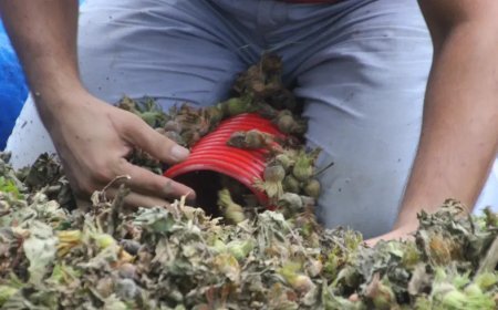 1 saatte 6 bin TL kazanıyorlar. Sadece 50 gün çalışıyorlar