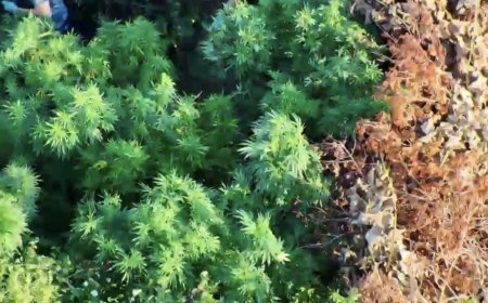 Samsun'da zehir tarlası! Tütünlerin arasına gizlemiş 502 kök kenevir ve 17 kilo esrar ele geçirildi