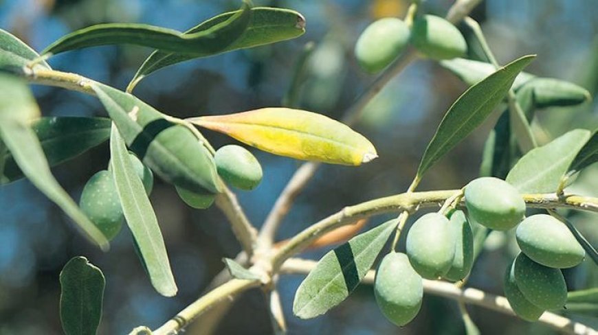 5.2 ton üretimle köprübaşı liderliği sırtladı