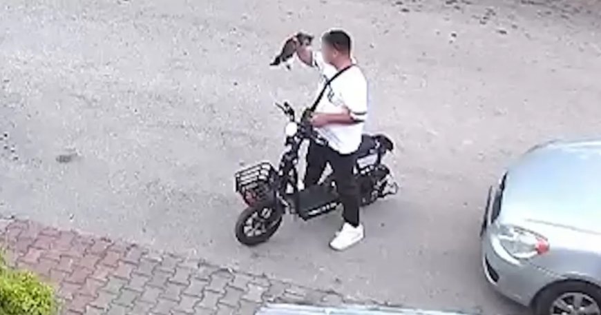 Bolu'da vahşet: Yavru kediyi önce öptü, sonra boğdu