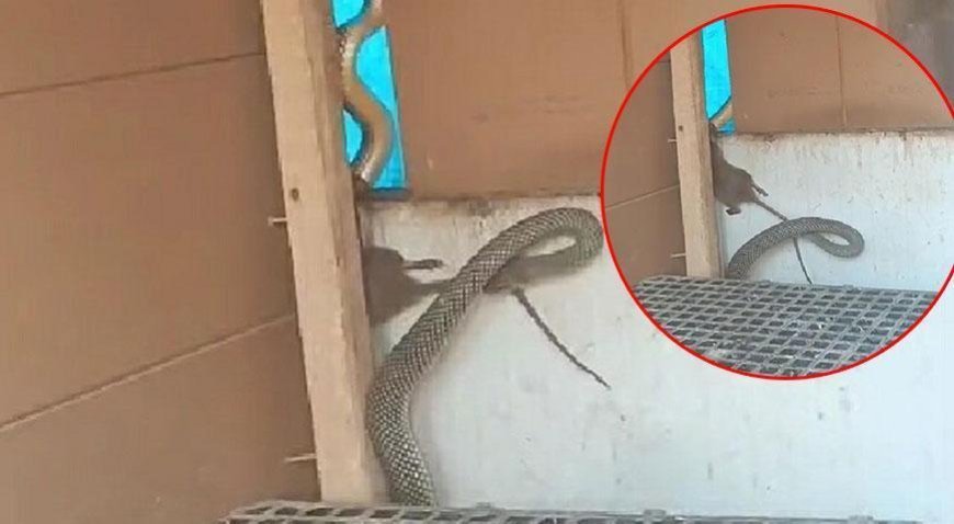 Dehşete düşüren görüntü! 2,5 metrelik yılan kümese girip fareyi avladı