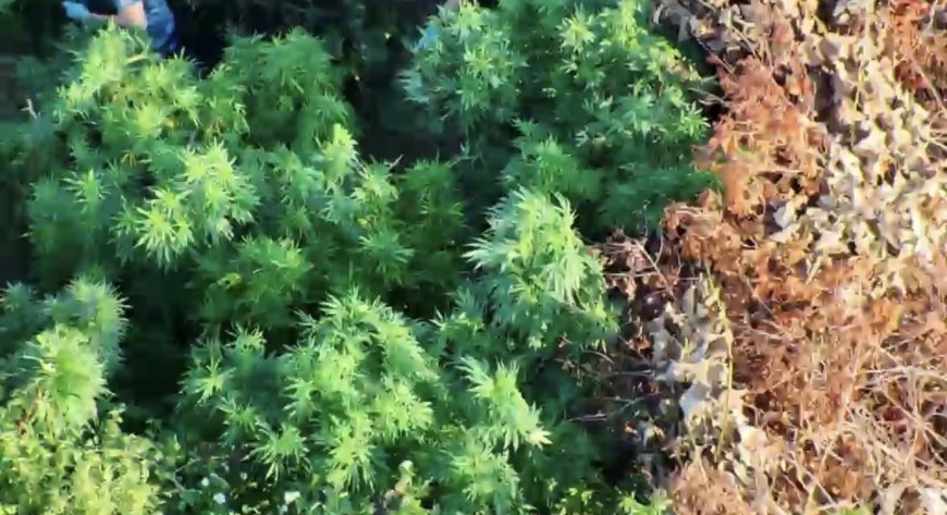 Samsun'da zehir tarlası! Tütünlerin arasına gizlemiş 502 kök kenevir ve 17 kilo esrar ele geçirildi